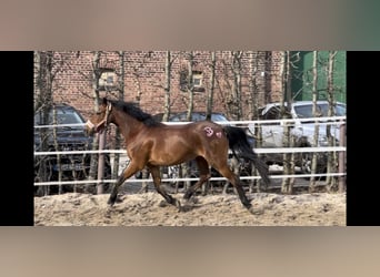 Weitere Ponys/Kleinpferde, Stute, 13 Jahre, 134 cm, Brauner