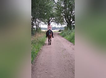 Weitere Ponys/Kleinpferde Mix, Stute, 13 Jahre, 136 cm, Roan-Red
