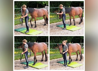 Weitere Ponys/Kleinpferde Mix, Stute, 13 Jahre, 136 cm, Roan-Red