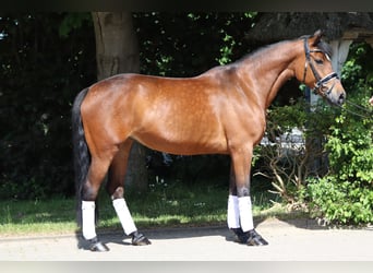 Weitere Ponys/Kleinpferde, Stute, 13 Jahre, 148 cm, Brauner