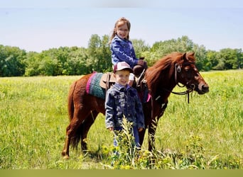 Weitere Ponys/Kleinpferde, Stute, 13 Jahre, 86 cm, Rotfuchs