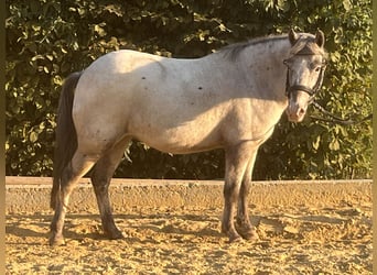 Weitere Ponys/Kleinpferde, Stute, 14 Jahre, 125 cm, Tigerschecke