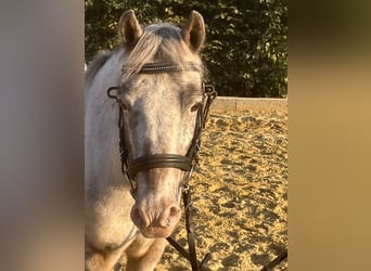Weitere Ponys/Kleinpferde, Stute, 14 Jahre, 125 cm, Tigerschecke