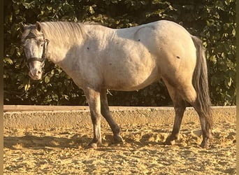 Weitere Ponys/Kleinpferde, Stute, 14 Jahre, 125 cm, Tigerschecke