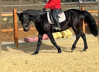 Weitere Ponys/Kleinpferde, Stute, 14 Jahre, 155 cm, Rappe