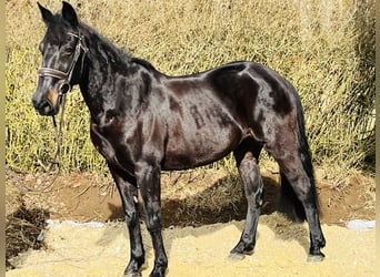 Weitere Ponys/Kleinpferde, Stute, 14 Jahre, 155 cm, Rappe