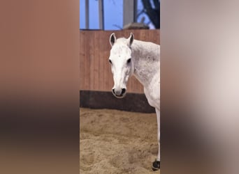 Weitere Ponys/Kleinpferde Mix, Stute, 15 Jahre, 145 cm, Fliegenschimmel
