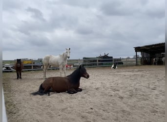 Weitere Ponys/Kleinpferde Mix, Stute, 16 Jahre, 115 cm, Brauner