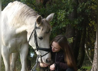 Weitere Ponys/Kleinpferde Mix, Stute, 16 Jahre, 158 cm, Schimmel