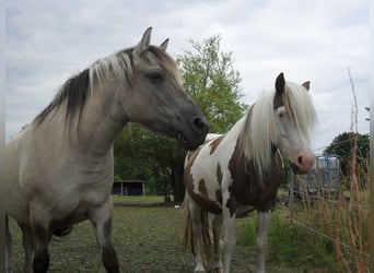 Weitere Ponys/Kleinpferde, Stute, 17 Jahre, 140 cm, Grullo