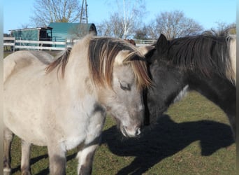 Weitere Ponys/Kleinpferde, Stute, 17 Jahre, 140 cm, Grullo