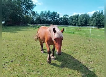 Weitere Ponys/Kleinpferde, Stute, 19 Jahre, 148 cm, Hellbrauner