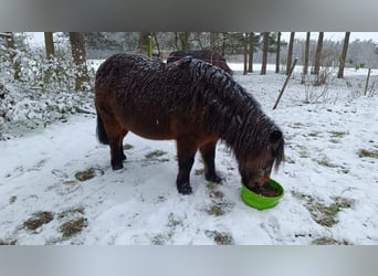 Weitere Ponys/Kleinpferde, Stute, 19 Jahre