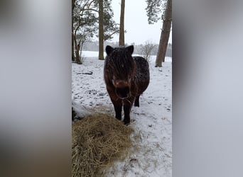 Weitere Ponys/Kleinpferde, Stute, 19 Jahre
