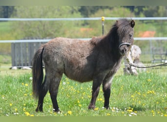 Weitere Ponys/Kleinpferde, Stute, 1 Jahr, 90 cm, Tigerschecke