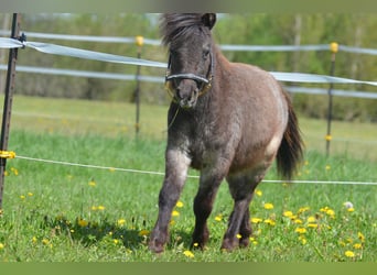 Weitere Ponys/Kleinpferde, Stute, 1 Jahr, 90 cm, Tigerschecke