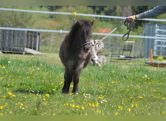 Weitere Ponys/Kleinpferde, Stute, 1 Jahr, 90 cm, Tigerschecke