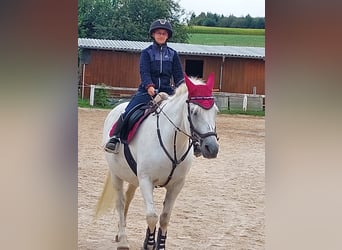 Weitere Ponys/Kleinpferde Mix, Stute, 20 Jahre, 149 cm, Schimmel