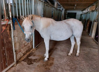 Weitere Ponys/Kleinpferde Mix, Stute, 20 Jahre, 149 cm, Schimmel