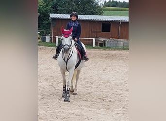 Weitere Ponys/Kleinpferde Mix, Stute, 20 Jahre, 149 cm, Schimmel