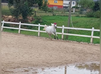 Weitere Ponys/Kleinpferde Mix, Stute, 20 Jahre, 149 cm, Schimmel