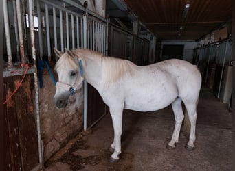 Weitere Ponys/Kleinpferde Mix, Stute, 20 Jahre, 149 cm, Schimmel