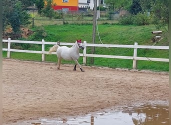 Weitere Ponys/Kleinpferde Mix, Stute, 20 Jahre, 149 cm, Schimmel