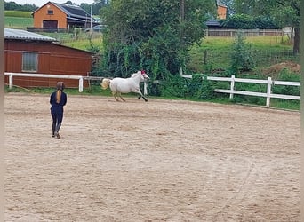 Weitere Ponys/Kleinpferde Mix, Stute, 20 Jahre, 149 cm, Schimmel