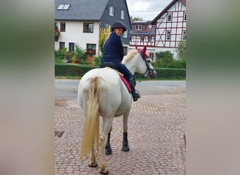 Weitere Ponys/Kleinpferde Mix, Stute, 20 Jahre, 149 cm, Schimmel