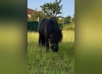 Weitere Ponys/Kleinpferde Mix, Stute, 20 Jahre