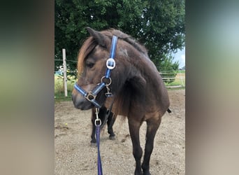 Weitere Ponys/Kleinpferde, Stute, 25 Jahre, 95 cm, Brauner