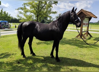 Weitere Ponys/Kleinpferde, Stute, 27 Jahre, 163 cm, Rappe