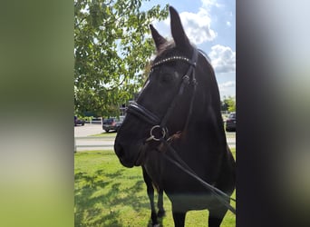 Weitere Ponys/Kleinpferde, Stute, 27 Jahre, 163 cm, Rappe