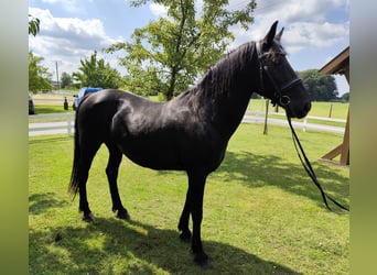 Weitere Ponys/Kleinpferde, Stute, 27 Jahre, 163 cm, Rappe