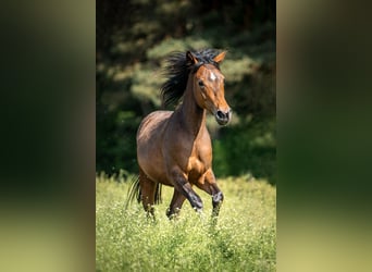 Weitere Ponys/Kleinpferde, Stute, 2 Jahre, 140 cm, Brauner