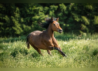 Weitere Ponys/Kleinpferde, Stute, 2 Jahre, 140 cm, Brauner