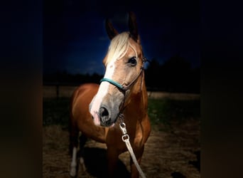 Weitere Ponys/Kleinpferde, Stute, 3 Jahre, 134 cm, Fuchs