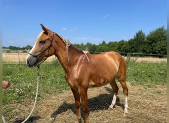 Weitere Ponys/Kleinpferde, Stute, 3 Jahre, 134 cm, Fuchs