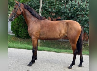 Weitere Ponys/Kleinpferde, Stute, 3 Jahre, 142 cm, Brauner