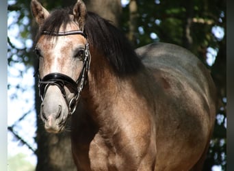 Weitere Ponys/Kleinpferde, Stute, 3 Jahre, 144 cm, Braunfalbschimmel