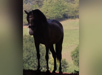 Weitere Ponys/Kleinpferde, Stute, 3 Jahre, 144 cm, Braunfalbschimmel