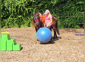 Weitere Ponys/Kleinpferde, Stute, 3 Jahre, 145 cm, Rappe