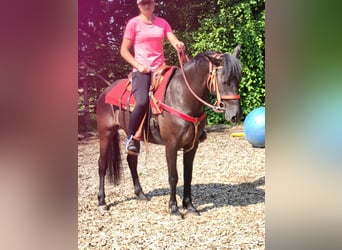 Weitere Ponys/Kleinpferde, Stute, 3 Jahre, 145 cm, Rappe