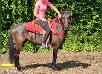 Weitere Ponys/Kleinpferde, Stute, 3 Jahre, 145 cm, Rappe