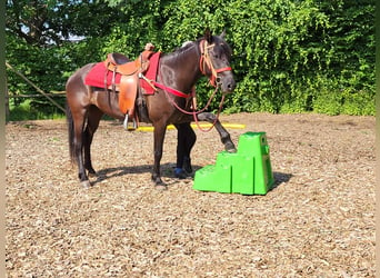 Weitere Ponys/Kleinpferde, Stute, 3 Jahre, 145 cm, Rappe