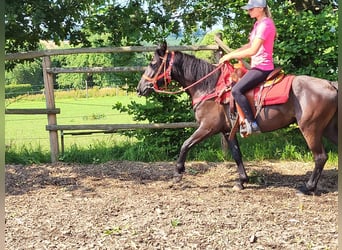 Weitere Ponys/Kleinpferde, Stute, 3 Jahre, 145 cm, Rappe