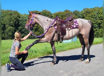 Weitere Ponys/Kleinpferde, Stute, 3 Jahre, 155 cm, Roan-Red
