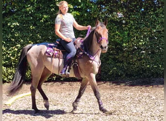 Weitere Ponys/Kleinpferde, Stute, 3 Jahre, 155 cm, Roan-Red