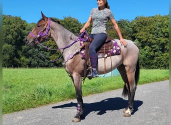 Weitere Ponys/Kleinpferde, Stute, 3 Jahre, 155 cm, Roan-Red