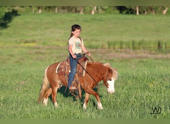Weitere Ponys/Kleinpferde, Stute, 3 Jahre, 97 cm, Rotfuchs
